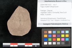 Foto (Objekt + Etikett) von Fagus muelleri Ettingshausen (NHMW-GEO-2024-0188-10370)